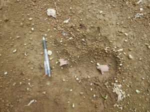 ヒグマ痕跡
