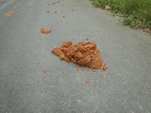 ヒグマ痕跡