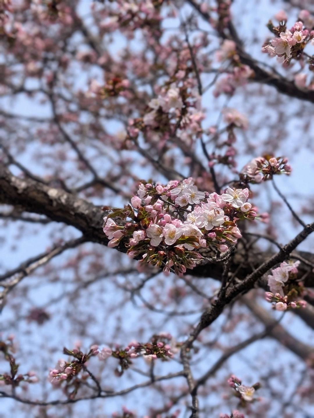 桜